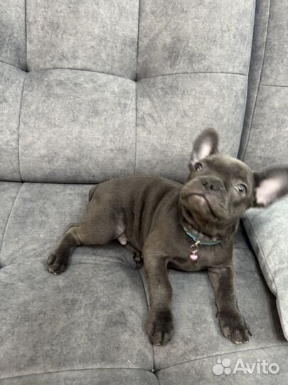 Французский бульдог щенки голубой