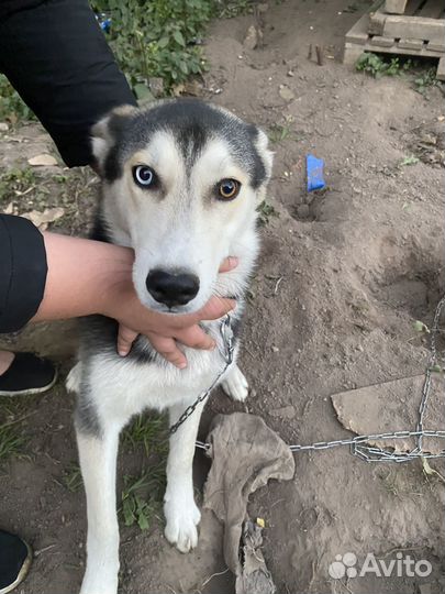 Щенок метис хаски и лабрадора