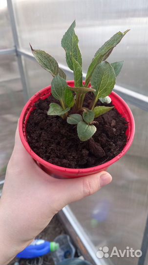 Эхинацея пурпурная