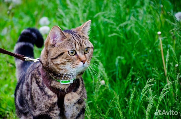 Шотландский кот вязка