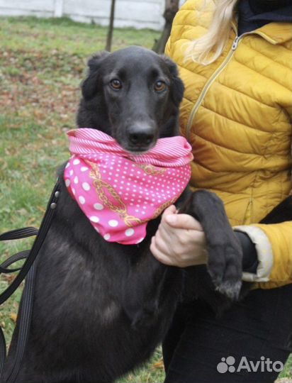 Метис борзой в добрые руки
