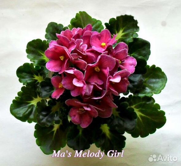 Сенполии фиалки детки и цветущие