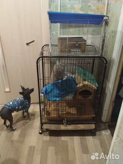 Клетки разные за вкусняшки