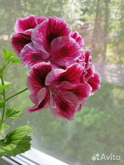 Герань королевская