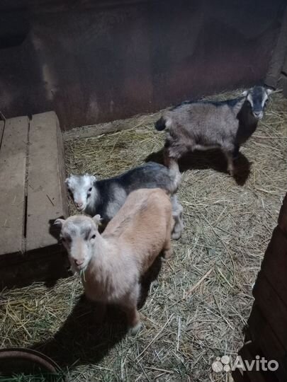 Козлята