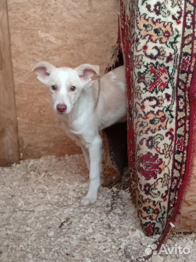 Маленькая собака девочка