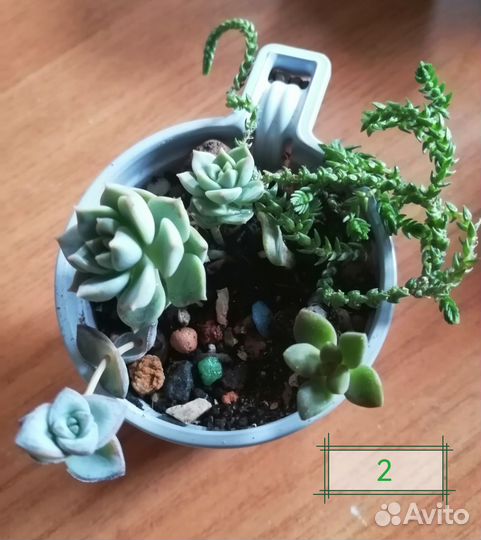 Суккуленты композиция 4 вида Подросли)