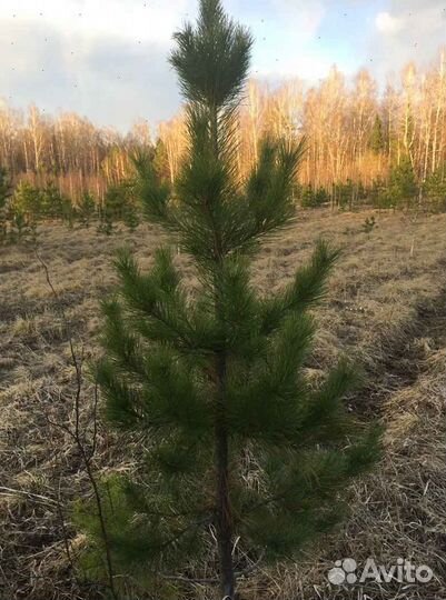 Саженцы сосны