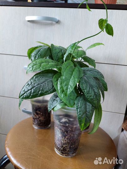 Клеродендрум