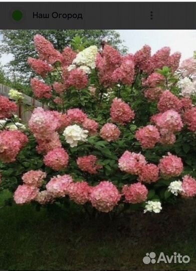 Гортензия сандей фрайз