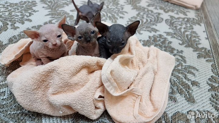 Канадский сфинкс котята