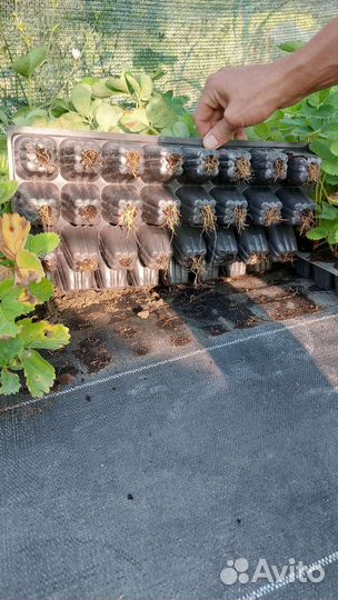 Рассада клубники