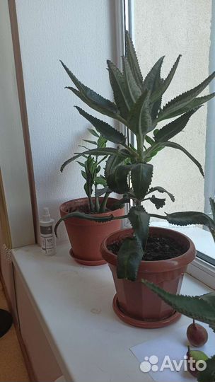 Каланхоэ лечебное