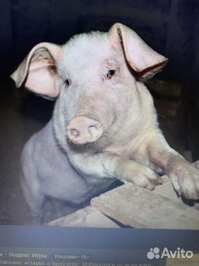 Свиньи живым весом