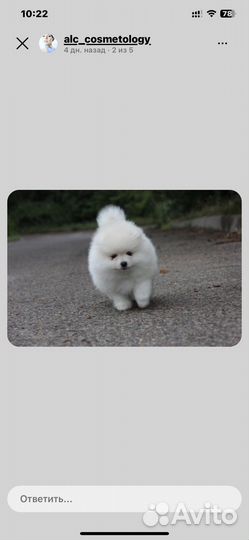 Собаки щенки шпиц