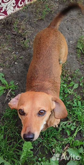 Мини такса. Вязка