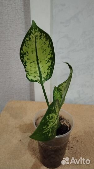 Диффенбахии