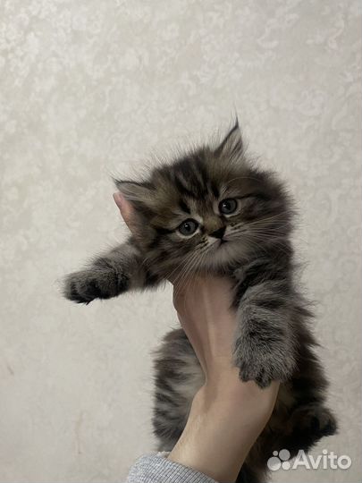 Кошки вислоухие
