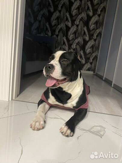 Стаффордширский терьер на вязку жених