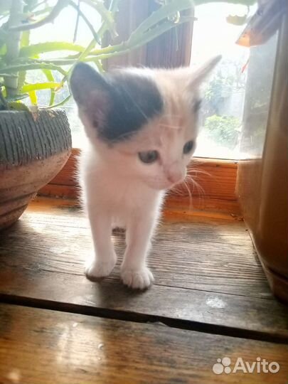 Котята