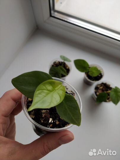 Распродажа излишек