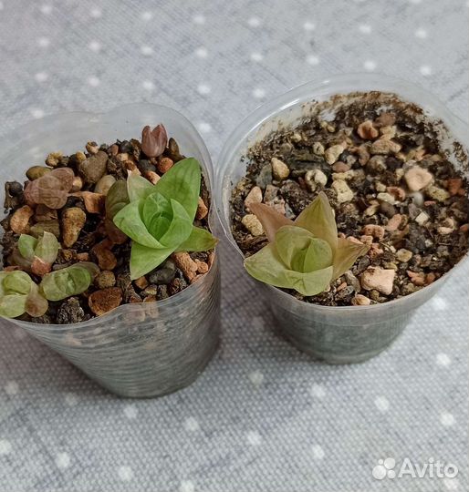 Суккуленты почтой часть 5 из 9