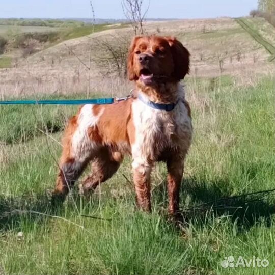 Кобель Эпаньоль Бретон полностью готовый к охоте