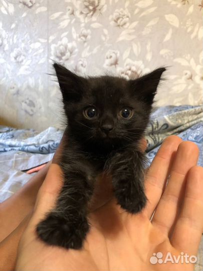Котята отдам бесплатно