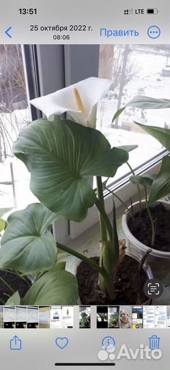 Белые каллы