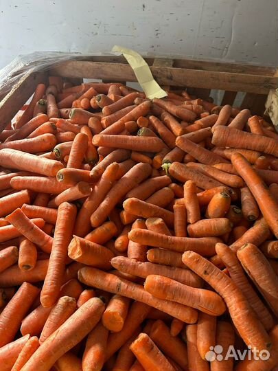 Морковь