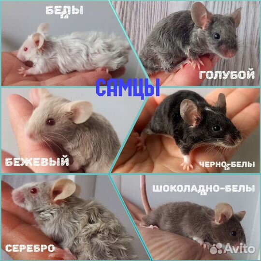 Декоративные кудрявые мышки