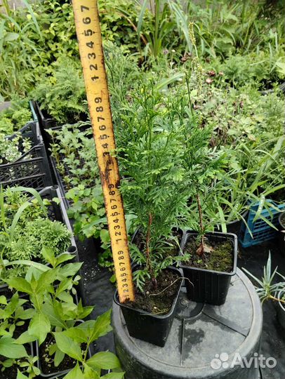 Хвойные растения