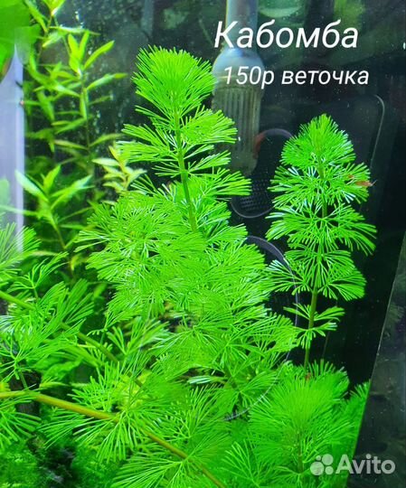 Аквариумные растения