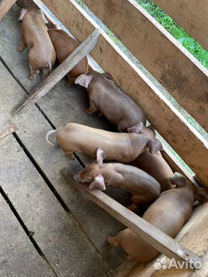 Поросята дюрок