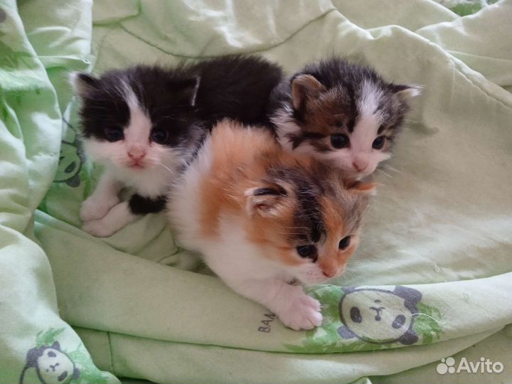 Котята в добрые руки