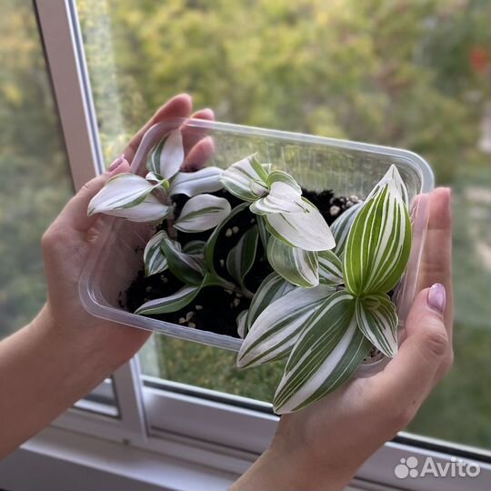 Традесканция вариегатная Альбифлора