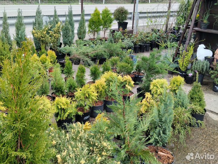 Декоративные растения