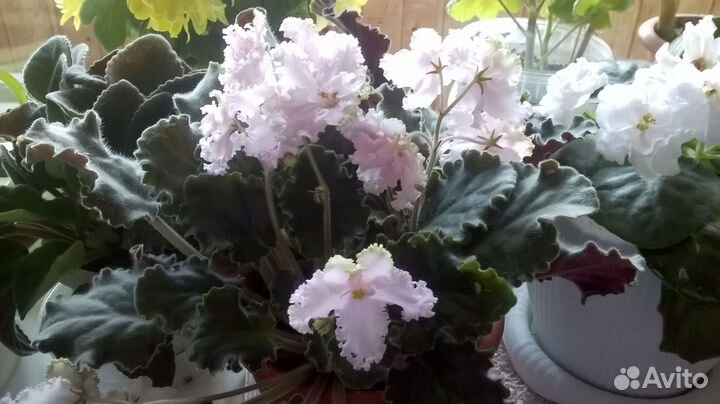 Фиалки стандарт