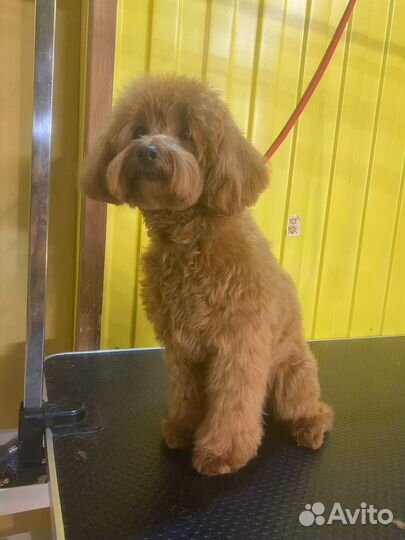 Нужны модели на груминг (стрижка)