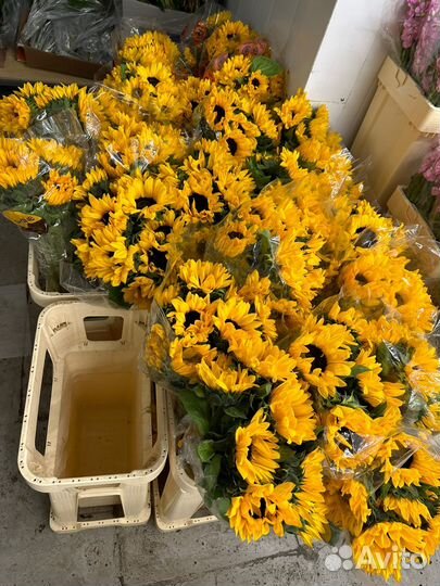 Цветы Подсолнухи Купить Москва