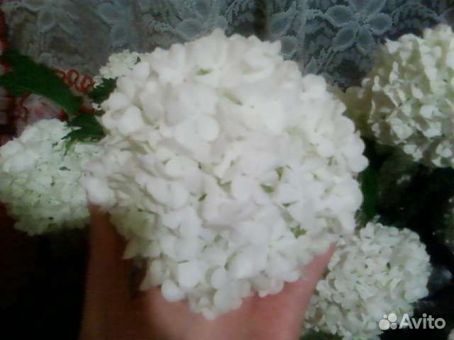 Садовые растения