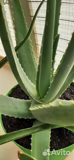 Алоэ вера лекарственный