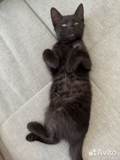 Черный котенок в добрые руки