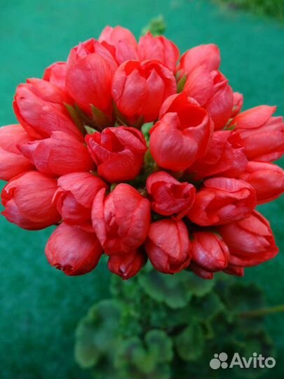 Тюльпановидная пеларгония Red Pandora