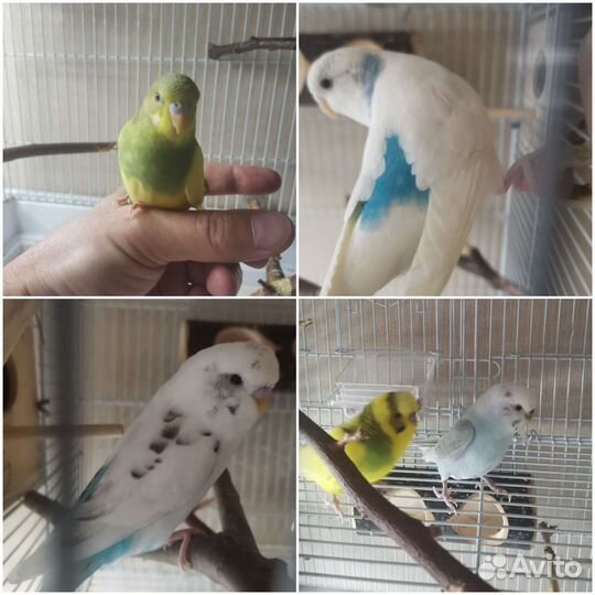 Волнистый попугай