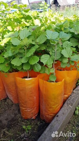 Саженцы ореха фундук