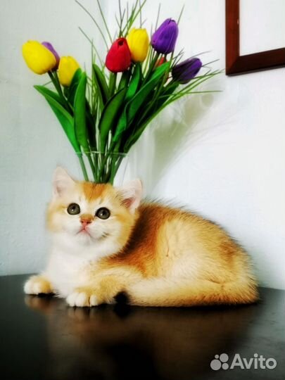 Британские котята