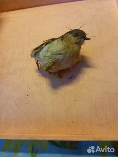 Птички для флористики