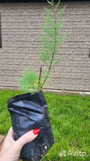 Тамарикс или бисероплодник