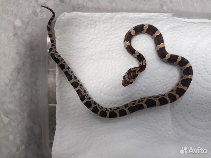 Маисовый полоз